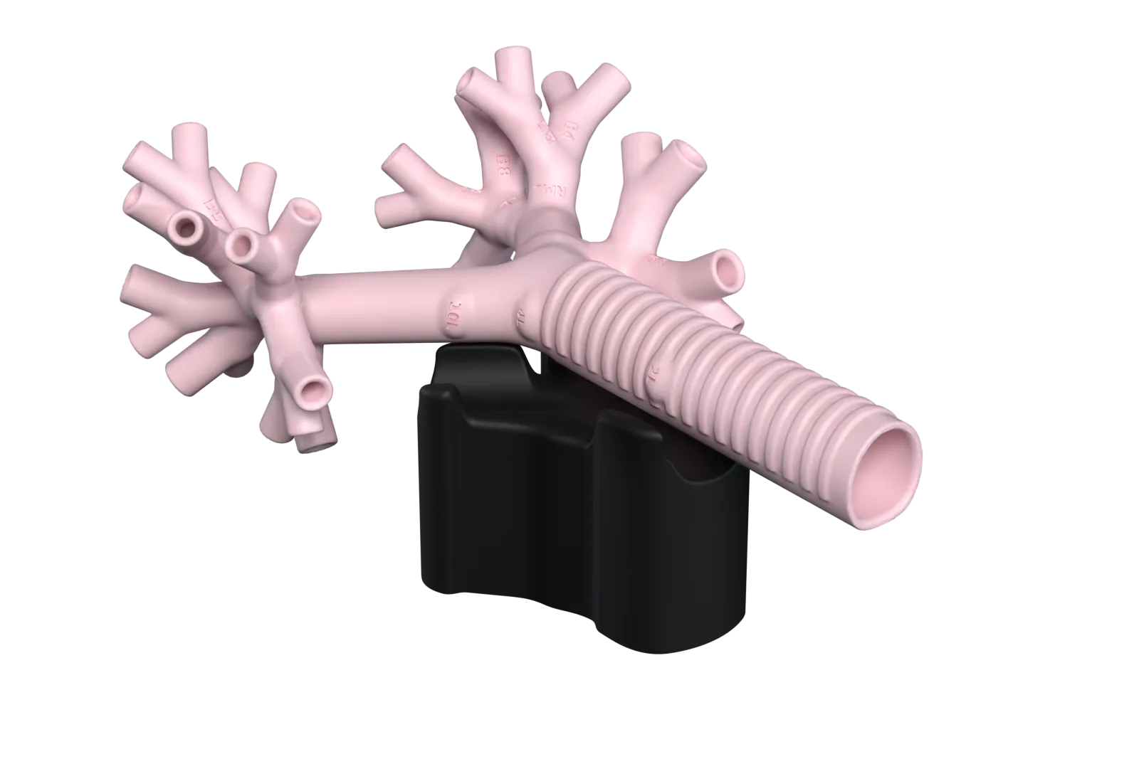 Render of the airway lying on its back in a black cradle under the trachea and main bronchi.