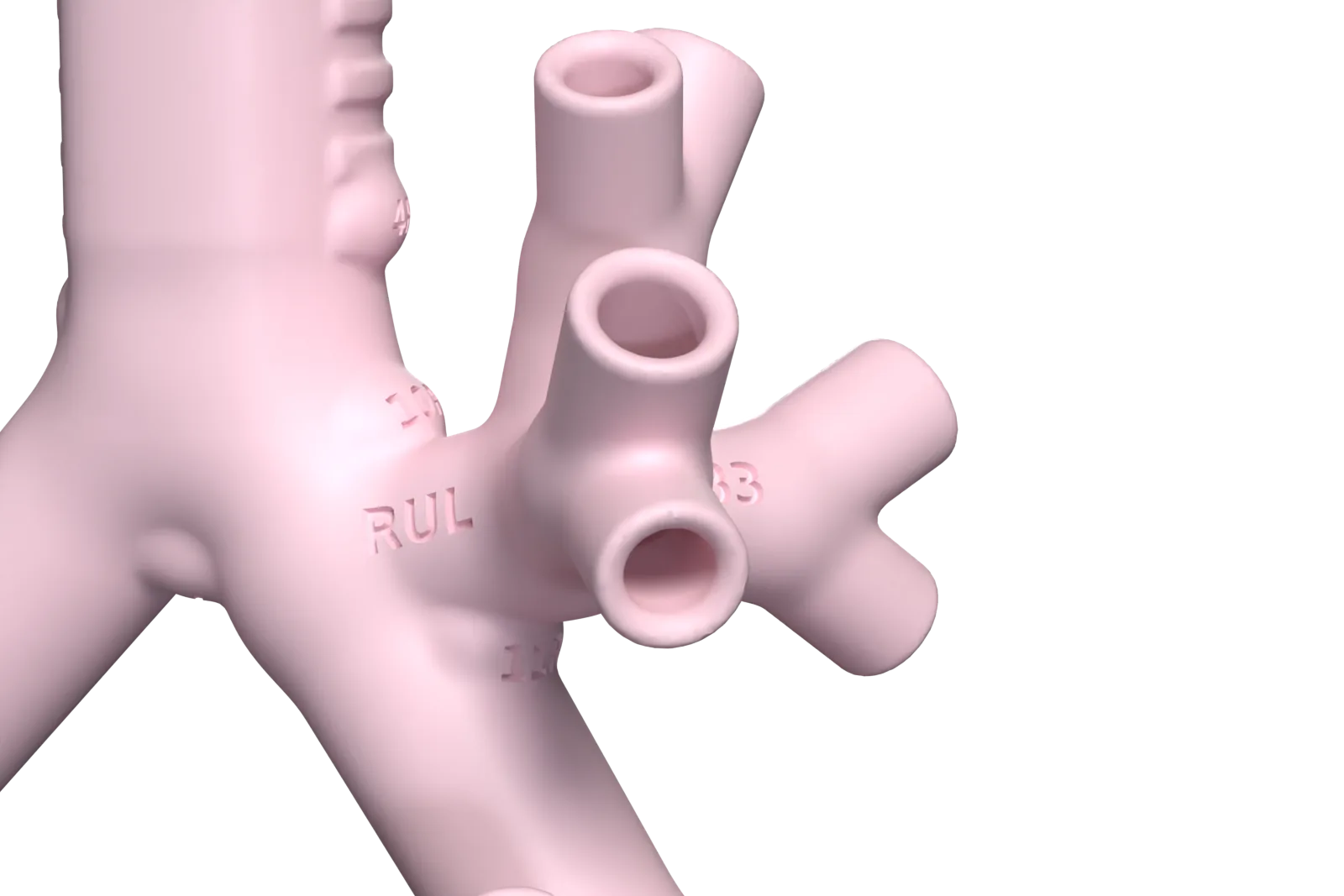 Close render of the right upper lobe bronchus from behind, with RUL engraved on it and three segmental tubes branching off.