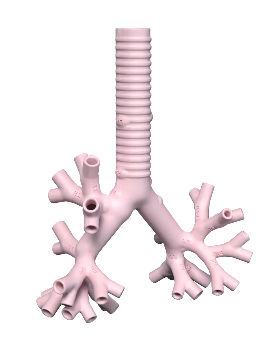 Render of the training airway in anatomical position. The ringed trachea divides into the right and left main bronchi, which branch into lobar, segmental and subsegmental tubes.