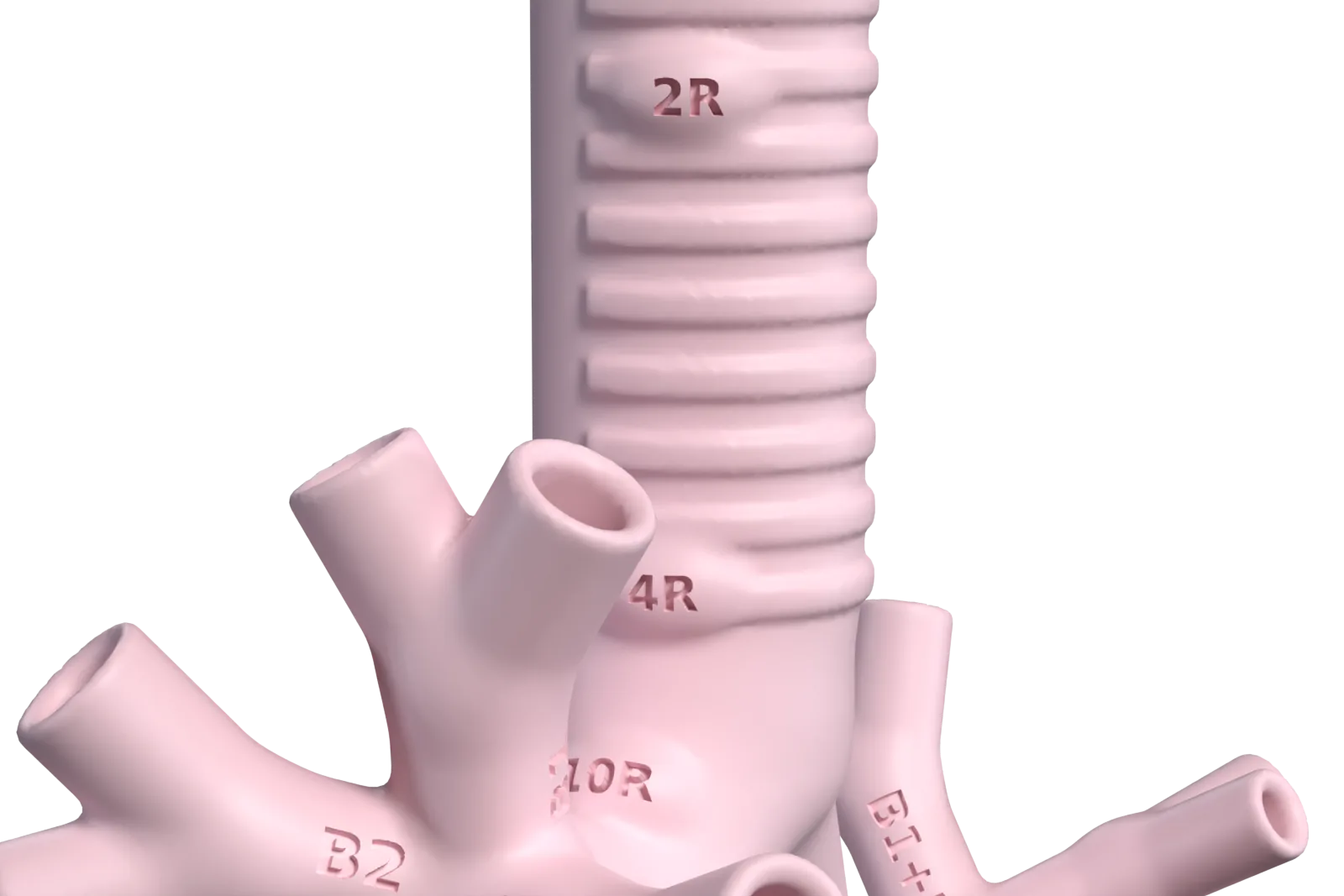 Close render of the right side of the trachea and carina, showing the station domes 2R, 4R and 10R with their names engraved.