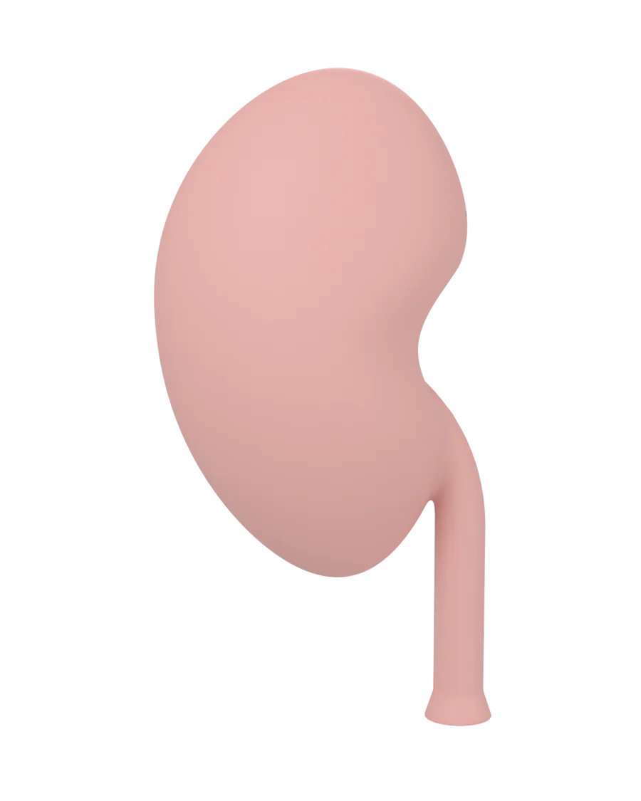 Render of the training kidney in anatomical position, from the front: a bean-shaped right kidney with the ureter leaving the hilum and running down past the lower pole.